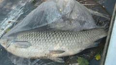 Up to 400 fish die in city lake during heatwave