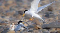 Fears dogs to blame for drop in little tern numbers
