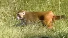 Did a Mississippi Mom Shoot an Escaped Research Monkey?