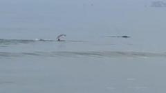 Swimmer has 'magical' moment swimming with seal