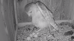 Four barn owls hatch in live-streamed nest