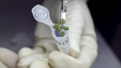 Tanaman cress tumbuh dari tanah Bulan