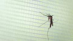 Mosquito em rede