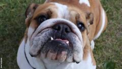 Lewis Hamilton's dog Coco