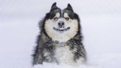 a dog in the snow looking surprised