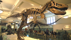 Dinosaur skeleton. T Rex bones in the Museum of natural history, New York