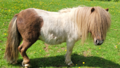 Therapy pony injured after dog runs amok