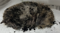 Police investigate 'disturbing' attack on hedgehog