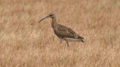 Curlew revival continues at nature reserve