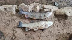 Farm suspected of river pollution that killed fish