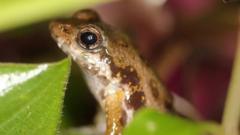 Rare frogs arrive at London Zoo in conservation bid
