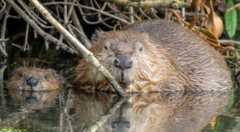 Beavers could help stop flooding, council says