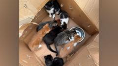 Appeal after eight kittens found dumped in woods