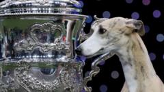 Whippet called Miuccia wins best in show at Crufts