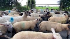 Flock of 90 sheep stolen from field