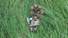 Two boa constrictors found in golf course grass