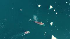 Rising sea temperatures changing how whales hunt