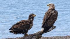 Rare white-tailed eagles draw crowds of watchers