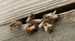 Comment les abeilles peuvent aider les familles touchées par la guerre