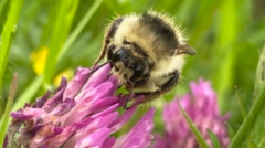 Is a Rare Bumblebee Spotted at the Nature Reserve a Sign of Hope?