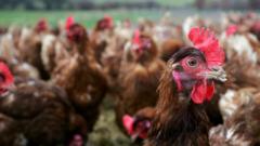 Avian flu spread sees 1.8 million farmed birds culled