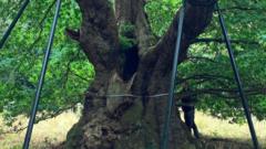 Can the 800-year-old Druids Oak help save tomorrow's forests?