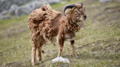 New call to stop rare sheep breed 'starving to death' on remote island