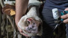 Is Vaccine Skepticism Hurting Bluetongue Jab Rates?