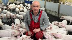 'Our industry is at breaking point,' claim Scottish pig farmers