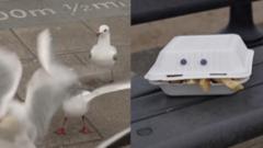 Will googly eyes stop seagulls stealing your chips?