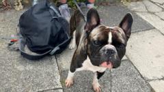 Could a Dog&#039;s Chewing Cost You Your Car? Owner Blames Pup for Crash at Level Crossing