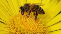 Honey firm fears impact of new homes on queen bees
