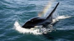 虎鲸，又叫杀人鲸，通常不会主动攻击人类船只，但它们智力水平相当高