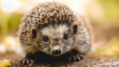 Lidl remove 'death trap' hedgehog huts from stores