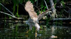 Your photos of snakes, shrews and sparrowhawks
