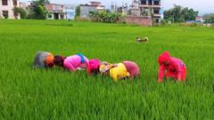 धानखेत