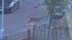'Confused' wild deer spotted on loose in street