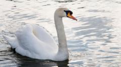 Swan dies after being shot at beauty spot, say police
