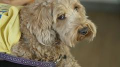 The cockapoo lifting spirits at a London hospital