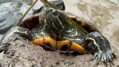 Sanctuary crammed full with 1990s 'Ninja Turtles'
