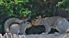 Your photos: Ducks in a row and nuzzling squirrels