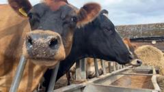 Is a Bluetongue Outbreak Looming? Here&#039;s What You Need to Know!