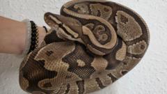 Royal python rescued from country roadside