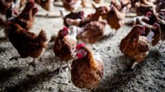 Thousands of chickens to be culled after suspected avian flu outbreak