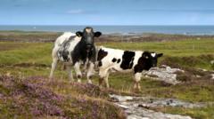 'UK's first community-owned vets' among island funds winners