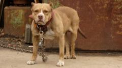 Pitbull