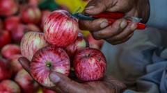 Indian scientists search for the perfect apple