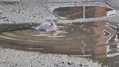 What could local election mean for our potholes?