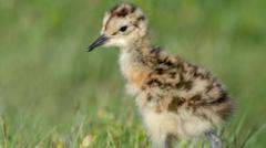 Thermal drone finds chicks before grass cutting