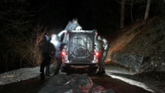 The bear was captured during the night by forest rangers with dogs
